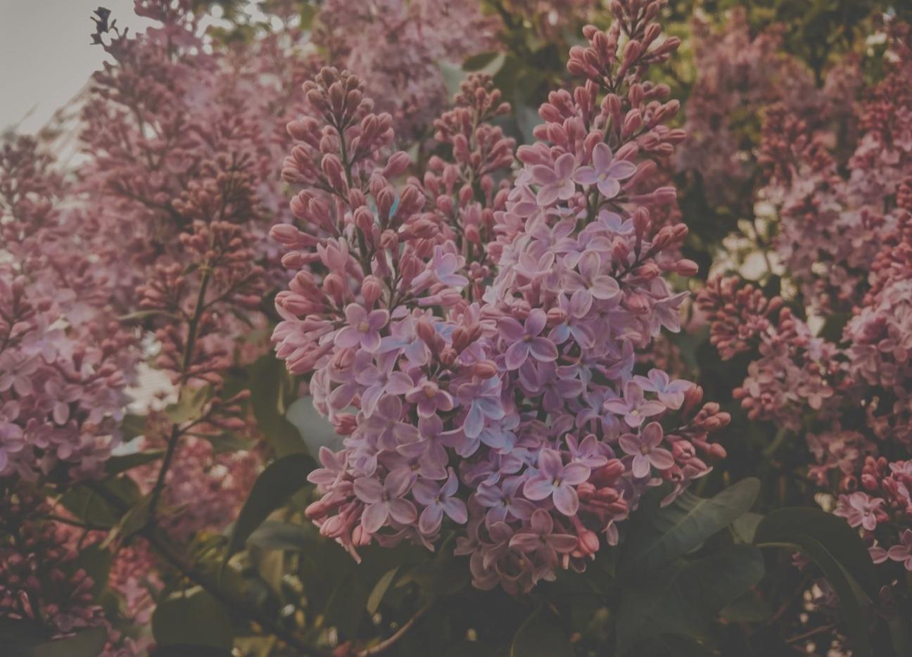 Flower assessment process