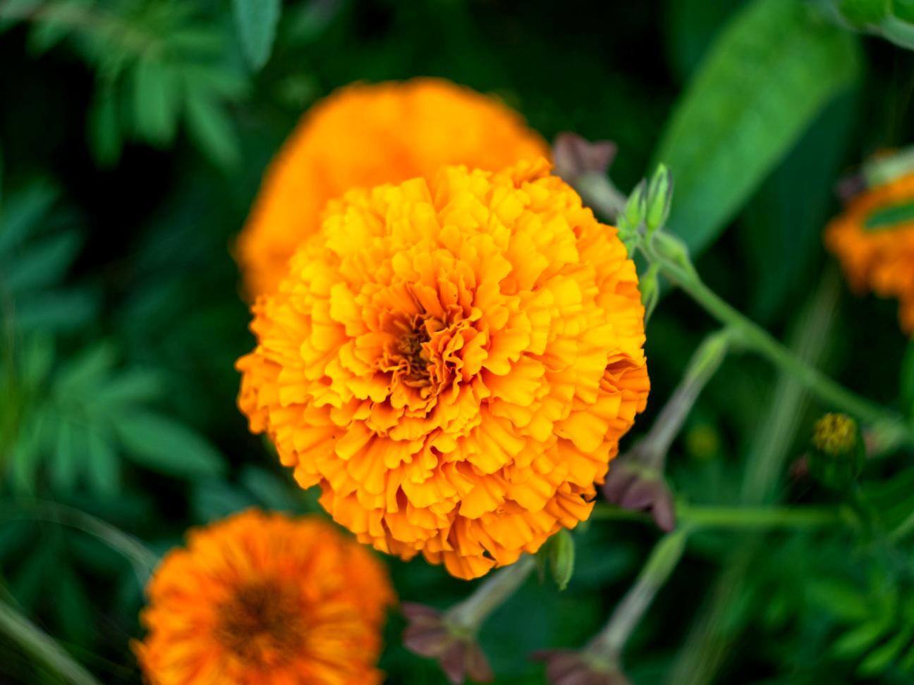Professional flower care consultation session
